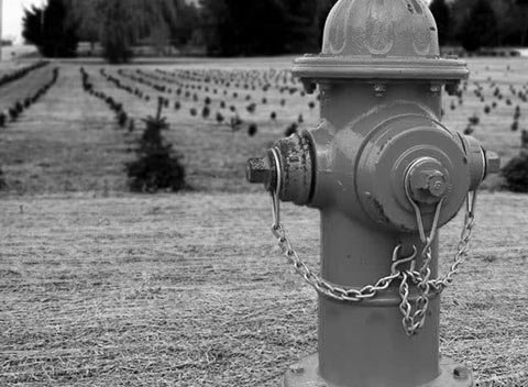 网页免费发手机号